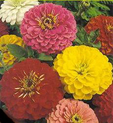 Zinnia elegans Giant gemengde Reuzen