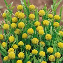 Cephalophora aromatica Pineapples