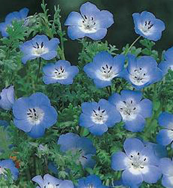 Nemophila_menziesii_Baby_Blue_Eyes
