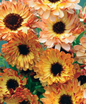 Product showcase image from staged upload