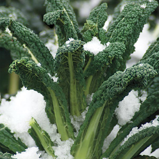 Boerenkool Black Magic