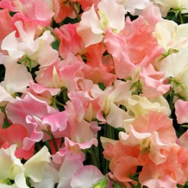 Product showcase image from staged upload