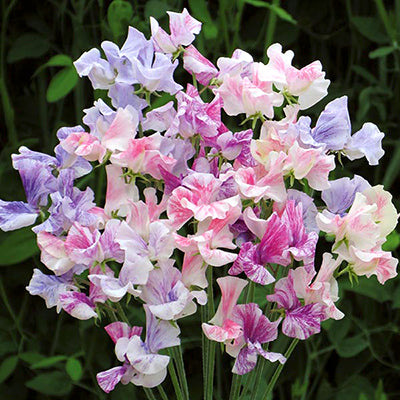 LathyrusTiller_girls