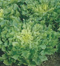 Andijvie Breedblad Volhart Winter