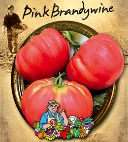 Tomaten vleestomaat Pink Brandywine