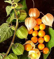 Ananaskers_Kaapse_kruisbes