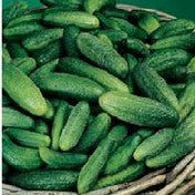 Augurken Cornichon de Paris