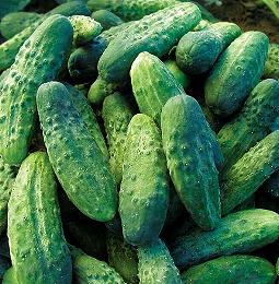 Augurken Bohemia F1
