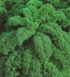 Boerenkool Lage Groene Gekrulde