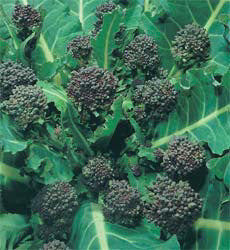 Broccoli_early_purple