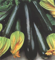 Courgette gr. Black Beauty Biozaden