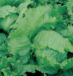 Sla IJsbergsla Stylist