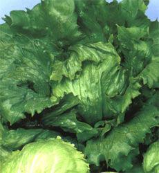 Sla IJsbergsla Iceberg 4