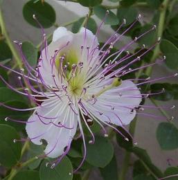 Kapernstrauch (Capparis spinosa) – Samen kaufen – tabernal-zaden.nl