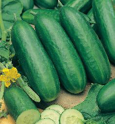 Komkommer Socrates F1