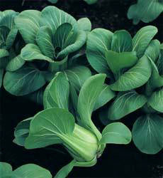 Pak Choi Choko F1