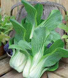 Pak Choi Yuushou F1