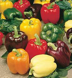 Paprika 5 kleurenmengsel