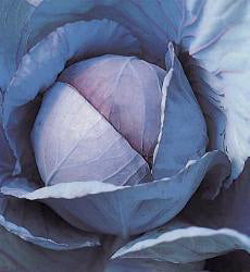 Rode Kool Langedijker Winter 3