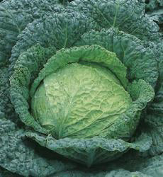 Savooiekool Grote Late Groene 2