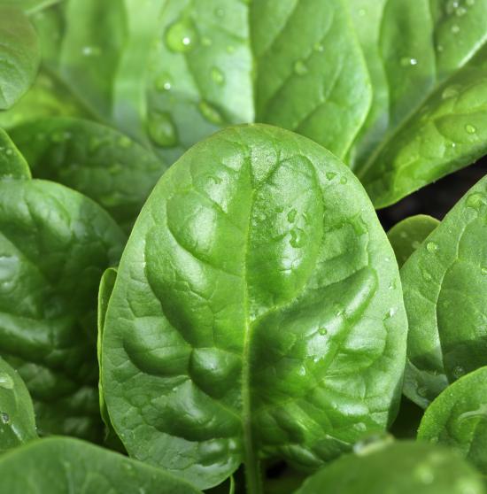 groentezaden_spinazie_nores