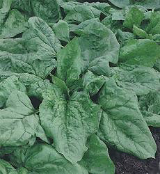 Spinazie Securo Wolfvrij 50 gram