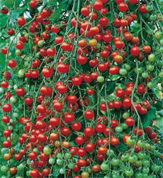 Tomaten cherry Sweet Million F1