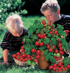 Tomaten balkontomaat Minibel