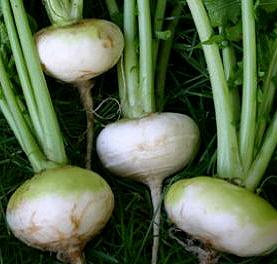 Rapen Tuinraap Platte Witte Mei