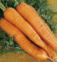 Wortelen winter Autumn King 2