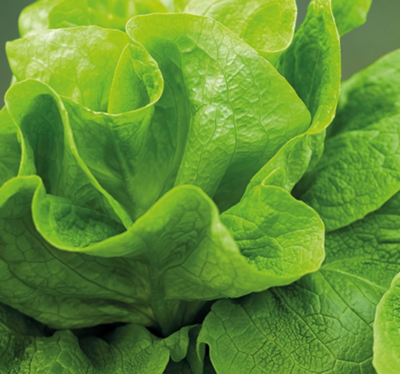 Sla Kropsla Gustav's