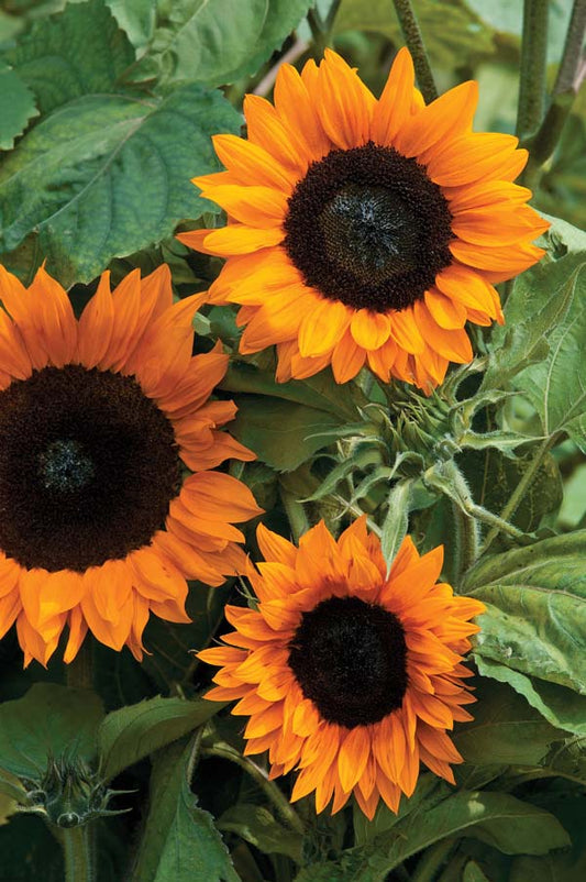 Helianthus_annuus_Copper_Queen