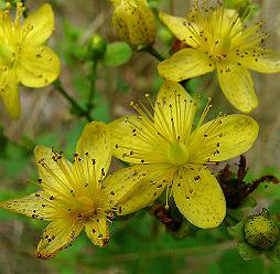 Hypericum perforatum