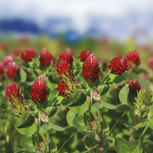 Trifolium pratense Rotklee BIO