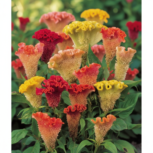Celosia argentea cristata Triangle Mix
