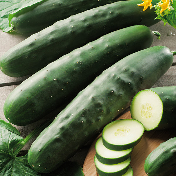 Komkommer_organic_marketmore_70