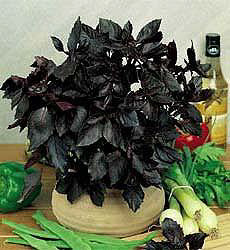 Basilicum Red Leaved