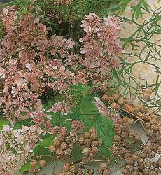 Koriander voor zaden