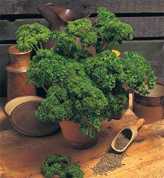 Peterselie Mos Curled 2