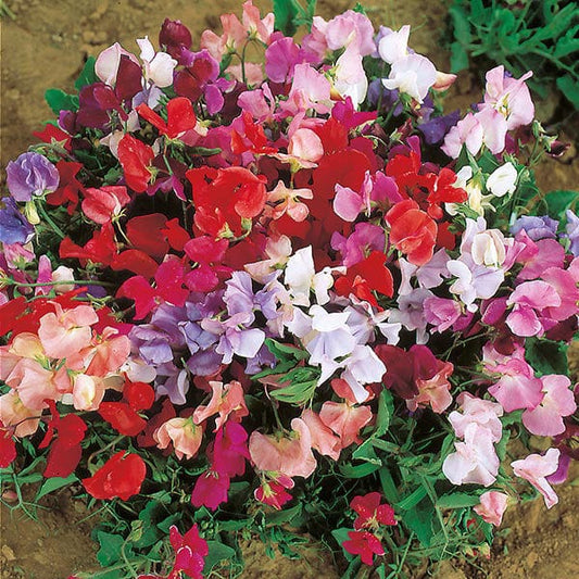 Lathyrus odoratus. Dwarf Explorer mix