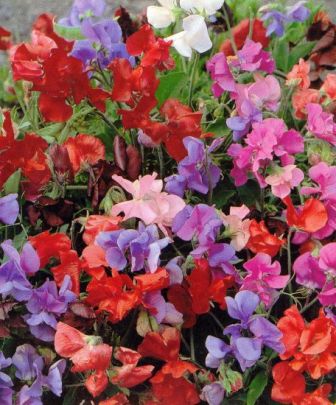 Product showcase image from staged upload