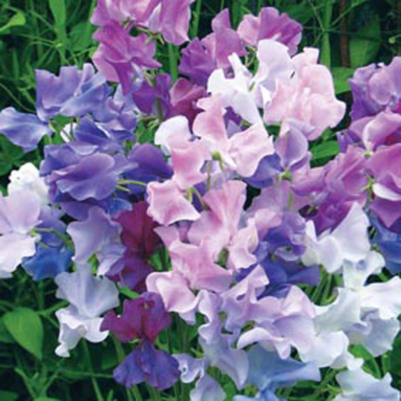 Lathyrus_twilight