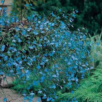 Lobelia_Blue_Cascade