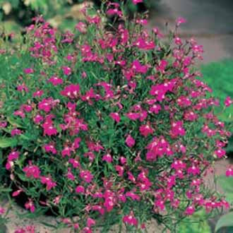 Product showcase image from staged upload