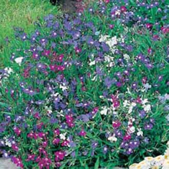 Lobelia_string_of_Pearls