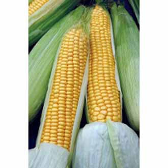 Mais_suikermais_Swift