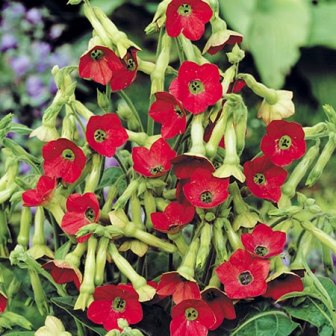 Nicotiana affinis Crimson Bedder