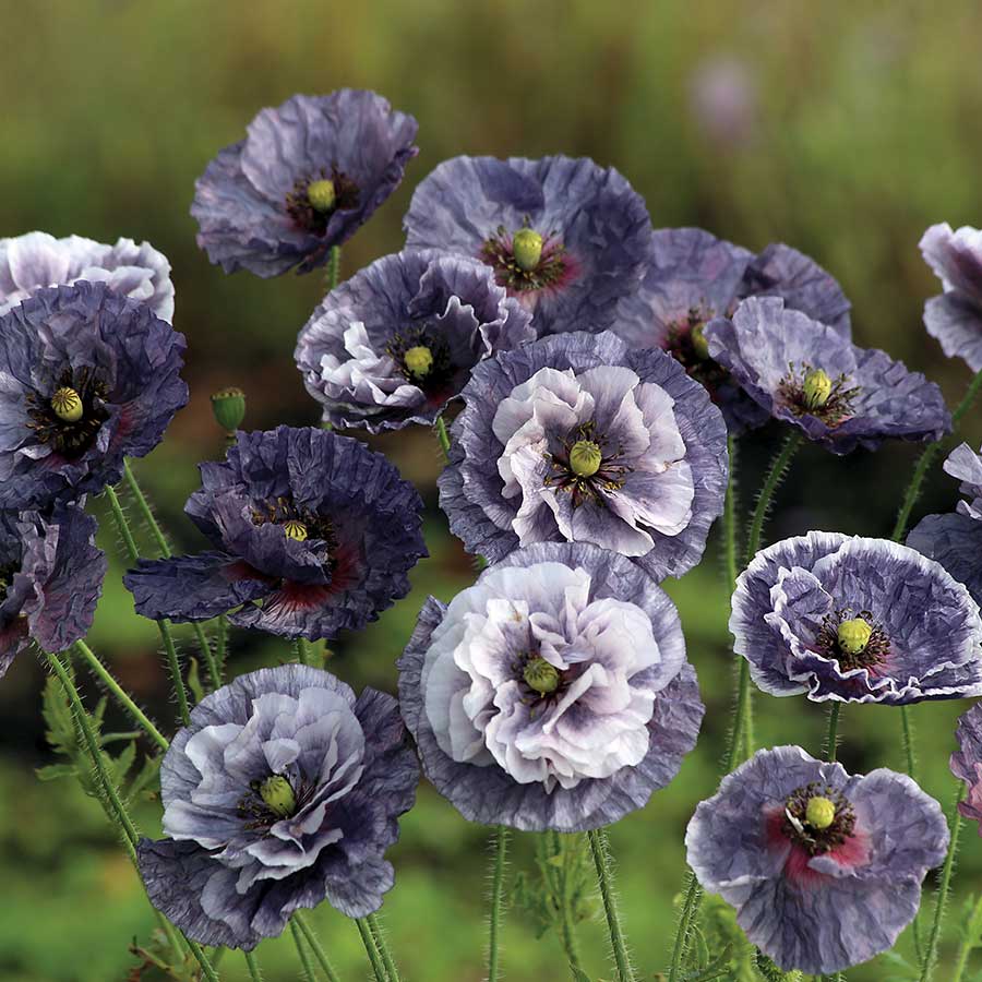 Papaver rhoeas Amazing Grey