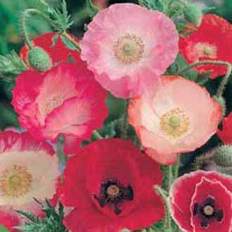 Papaver_shirey_single_mix