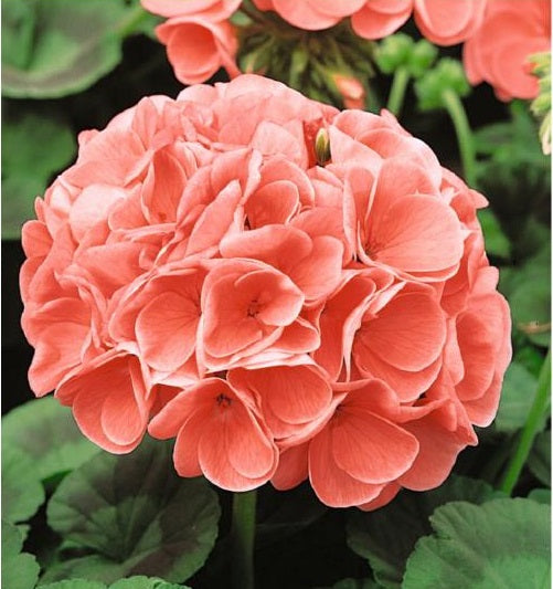 pelargonium_cherie_Geranium